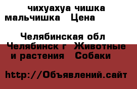 чихуахуа чишка мальчишка › Цена ­ 7 000 - Челябинская обл., Челябинск г. Животные и растения » Собаки   